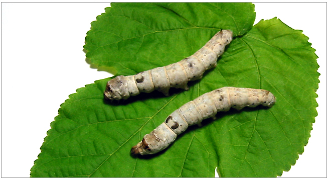 BombyGen: Silkworm Genetic Resource Database of NIAS