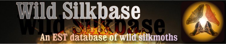 Wild Silkbase